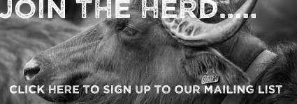 Join the Herd